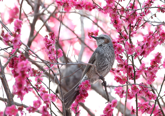 꽃놀이 즐기는 직박구리