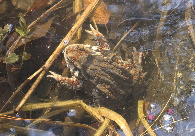 경칩 하루 앞두고 청주서 두꺼비 첫 산란 확인