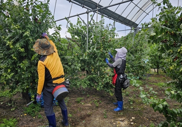 보은군, 일손지원 기동대 참여농가·기동대원 모집