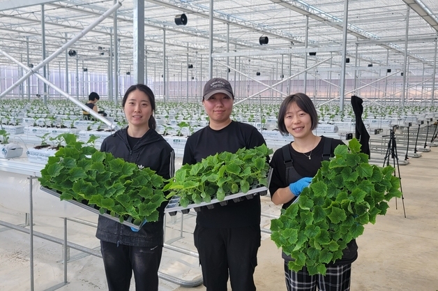 괴산군 청년농 임대형 스마트팜 운영…시설하우스 추가 조성