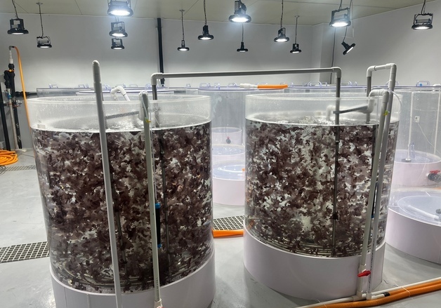 충남도, 육상 김 양식 기술 2건 특허 등록