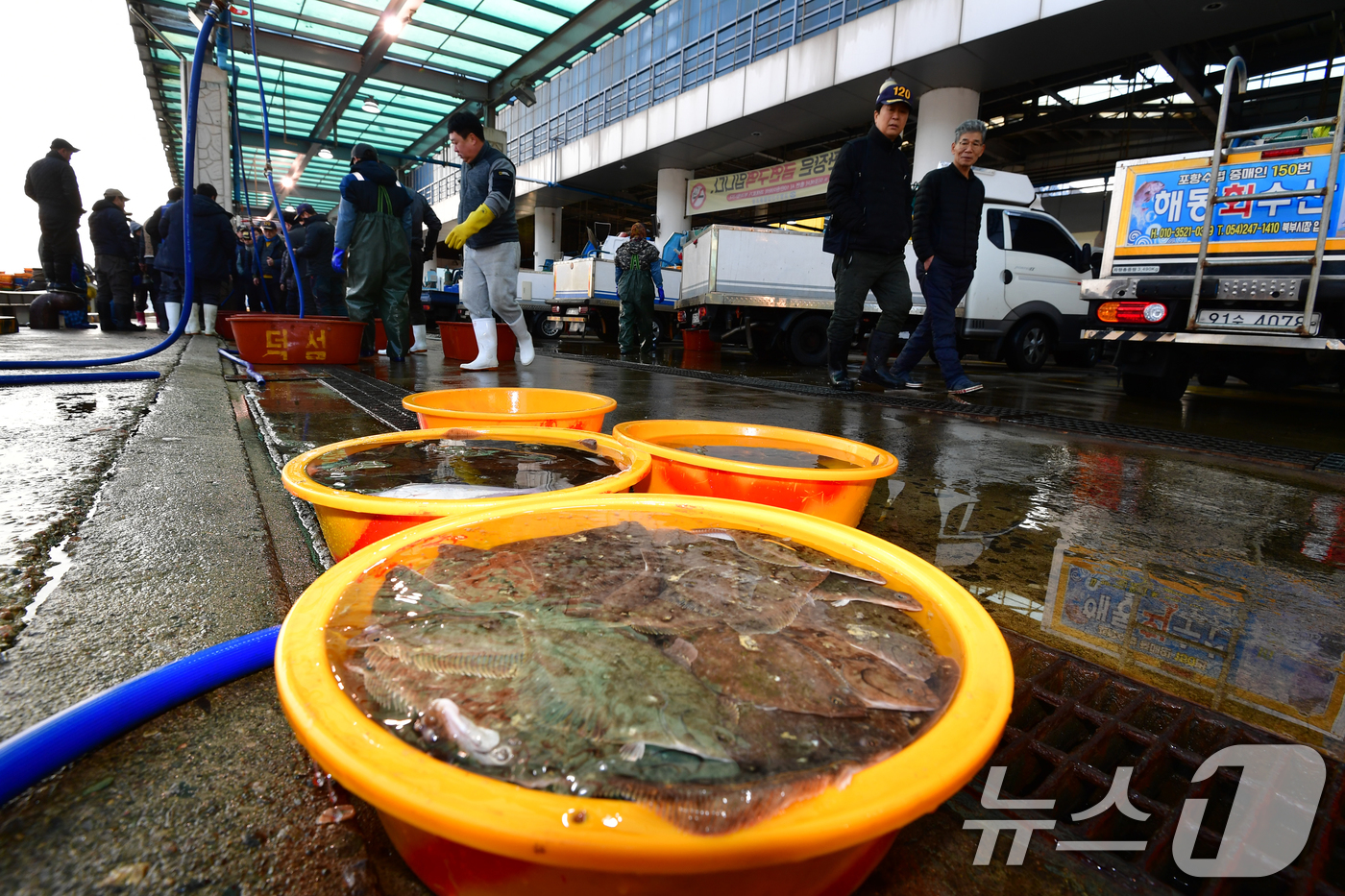 (포항=뉴스1) 최창호 기자 = 절기상 경칩인 5일 오전 경북 포항시 북구 포항수협활어위판장에서 도다리와 가자미 등에 대한 경매가 시작되고 있다.  2026.3.5/뉴스1