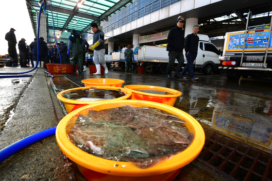도다리와 가자미 '얼마나 받을까?'