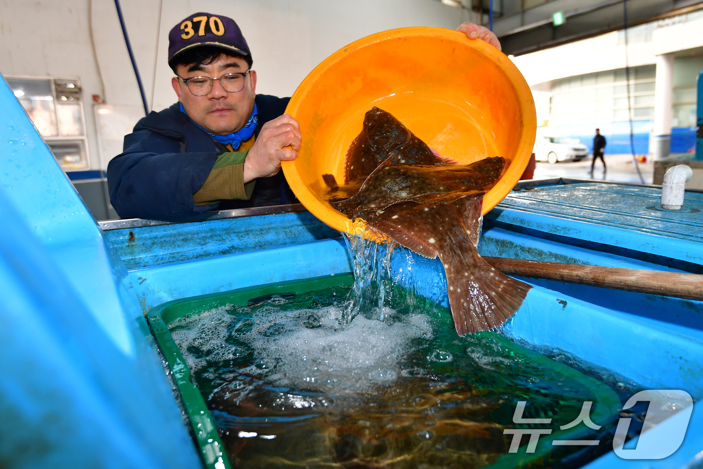 (포항=뉴스1) 최창호 기자 = 절기상 경칩인 5일 오전 경북 포항시 북구 포항수협활어위판장에서 돌도다리를 구입한 상인이 수족관 차량으로 옮기고 있다. 2026.3.5/뉴스1