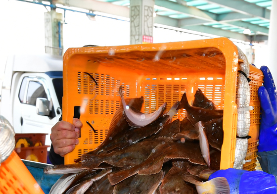 힘이 넘치는 봄도다리와 가자미