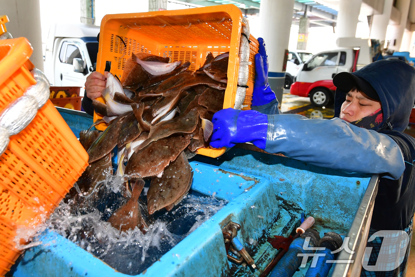 (포항=뉴스1) 최창호 기자 = 절기상 경칩인 5일 오전 경북 포항시 북구 포항수협활어위판장에서 도다리와 가자미를 구입한 상인이 수족관 차량에 옮기고 있다.  2026.3.5/뉴스 …