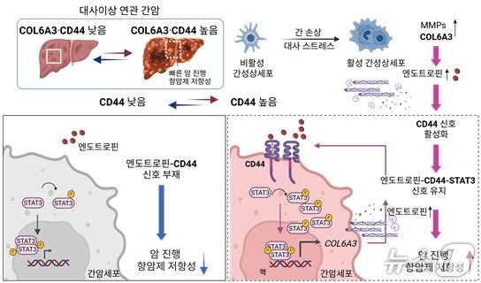 본문 이미지 - 대사 이상을 동반한 간암의 공격성과 항암제 내성 원인 규명(UNIST 제공. 재판매 및 DB금지)/뉴스1