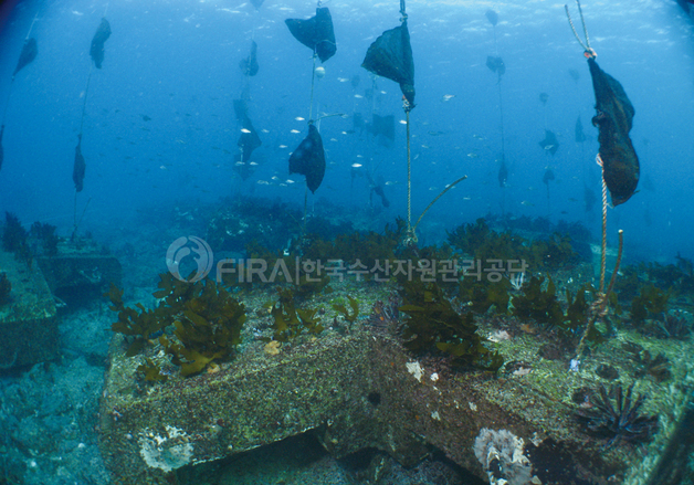 수산자원공단, 바다숲 사후관리 지역 민간참여 점검단 설치