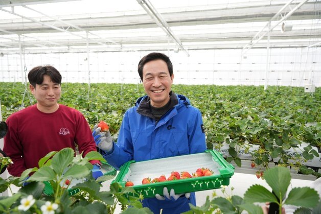 춘천 딸기농장 찾은 우상호 예비후보