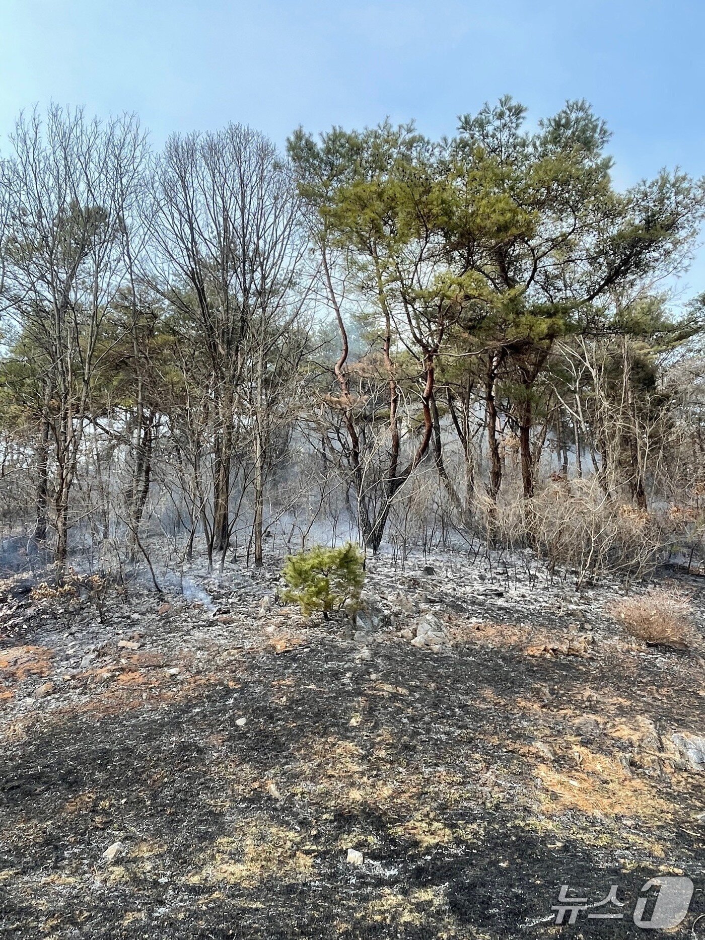 본문 이미지 - 제천시 송학면 장곡리 산불.(제천소방서 제공. 재판매 및 DB금지) 