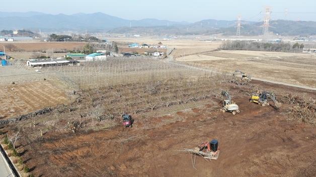 예산 배 농가서 '과수화상병' 발병…긴급 방역 조치