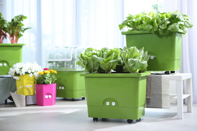 집에서도 텃밭 가꾼다…금천구, 상자텃밭 830세트 보급