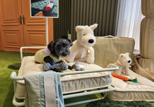 펫 매트리스 'N32 쪼꼬미', 작년 4분기 판매량 4배 증가