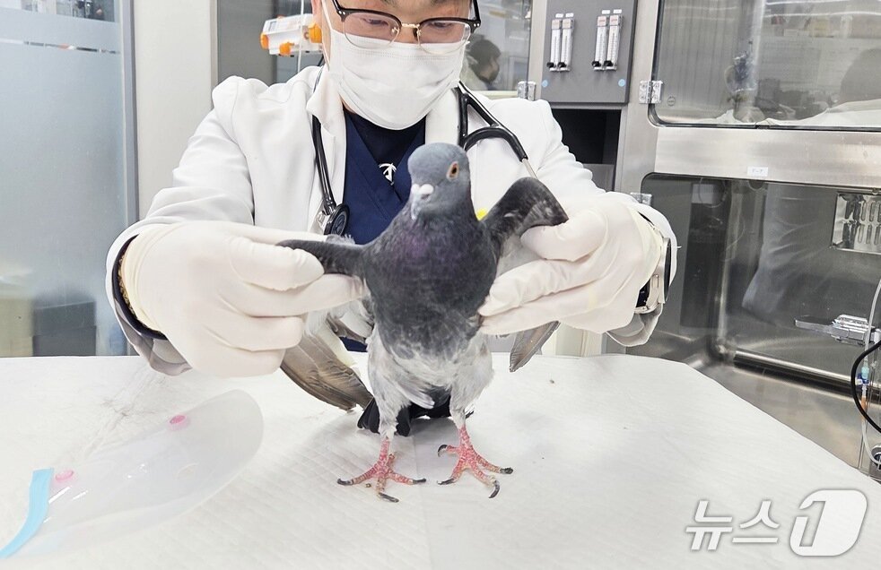 본문 이미지 - 서울 송파구 소재 동물병원 원장이 비둘기를 살펴보고 있다. ⓒ 뉴스1