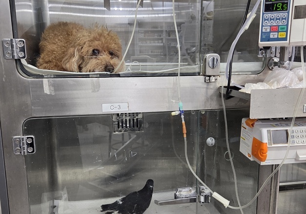 카페에 들어와 픽 쓰러진 비둘기…동물병원서 퇴원 못 하는 이유