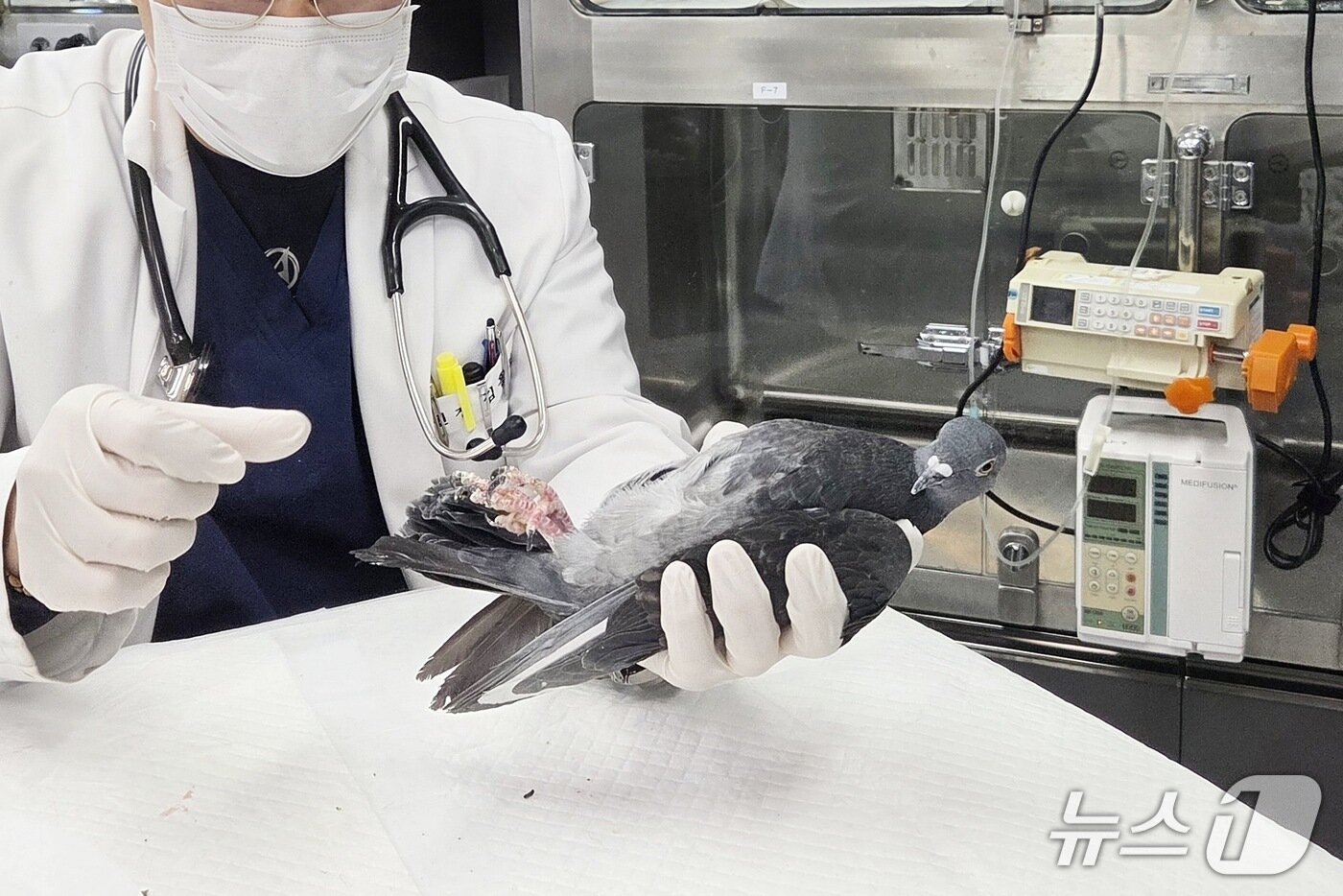 본문 이미지 - "편하다 구구~"…서울 송파구 소재 동물병원 원장이 시민의 구조로 입원한 비둘기 다리를 살펴보고 있다. ⓒ 뉴스1 한송아 기자