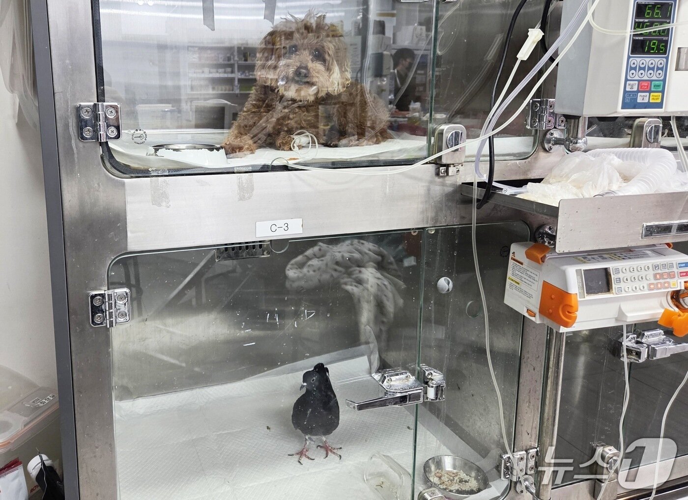 본문 이미지 - 시민의 구조로 입원 치료를 받은 비둘기는 건강을 회복해 방사를 앞두고 있다. ⓒ 뉴스1 한송아 기자