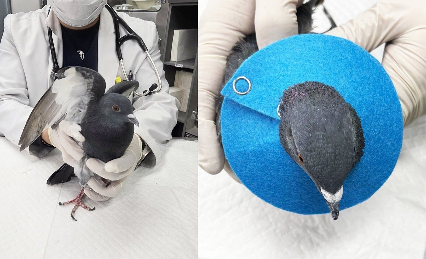 본문 이미지 - 동물병원에서 직접 만든 비둘기용 넥카라 ⓒ 뉴스1