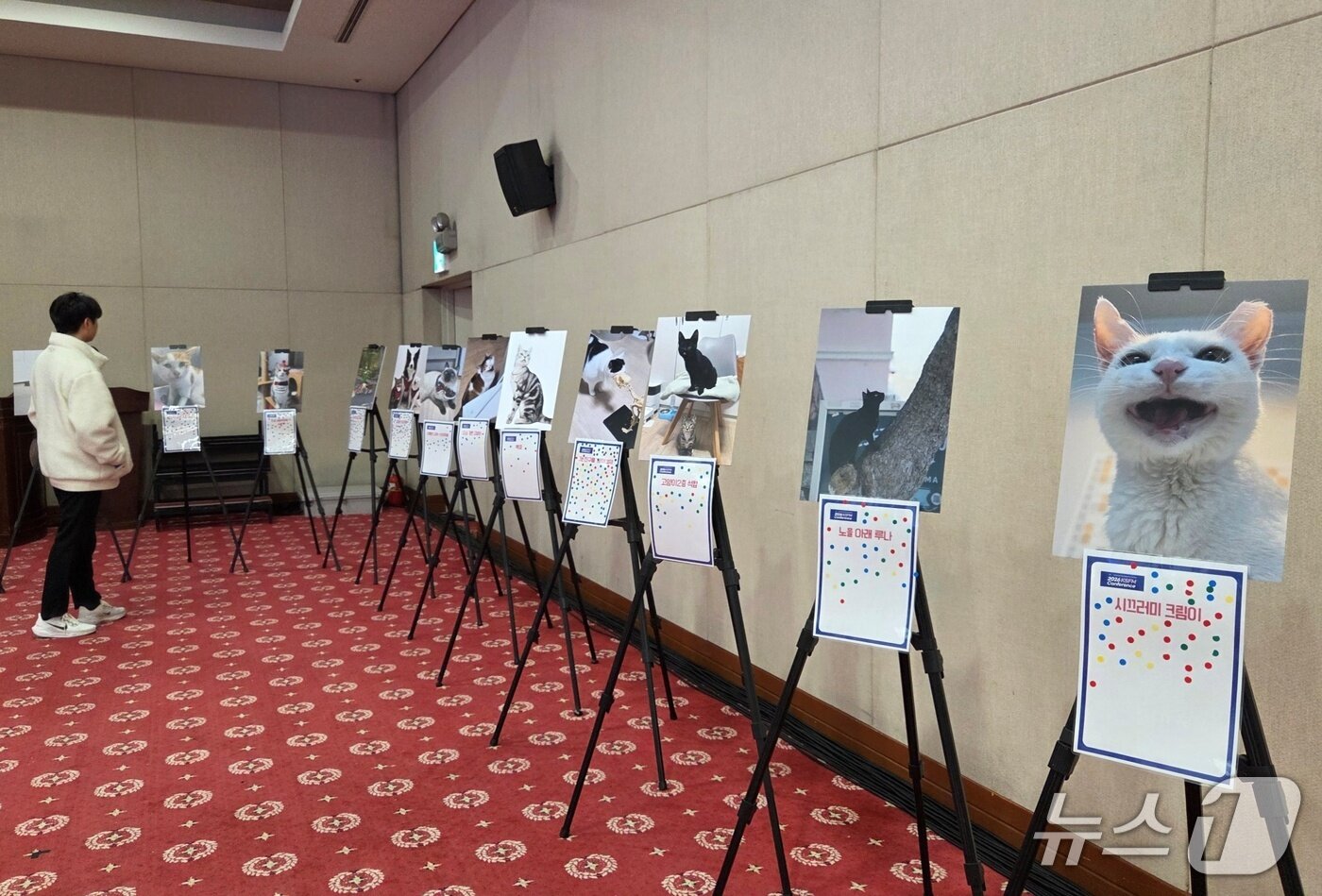 본문 이미지 - 한국고양이수의사회는 서울 세종대에서 KSFM 컨퍼런스를 열었다. ⓒ 뉴스1