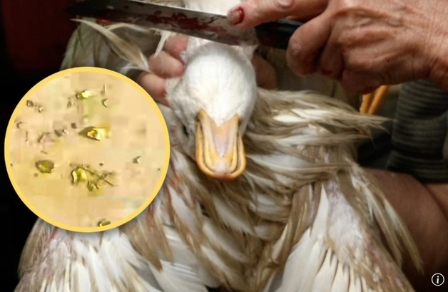 '황금알을 낳는 오리' 실제 있네…배 가르니 쏟아진 수백만원어치 금