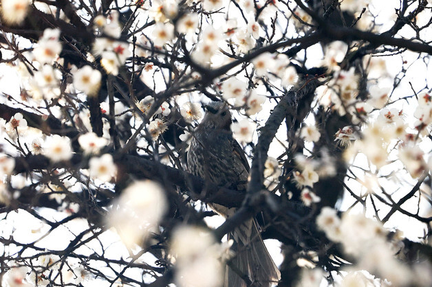 [오늘의 날씨] 광주·전남(15일, 일)…흐리고 일교차 10도 안팎