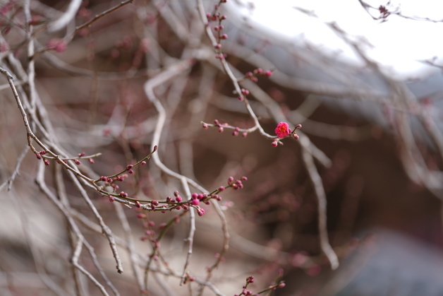 천연기념물 구례 화엄사 홍매화 개화…지난해보다 16일 빨라