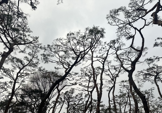 남편 단종 있을 동쪽으로 누운 소나무 숲…정순왕후 잠든 남양주 '사릉'