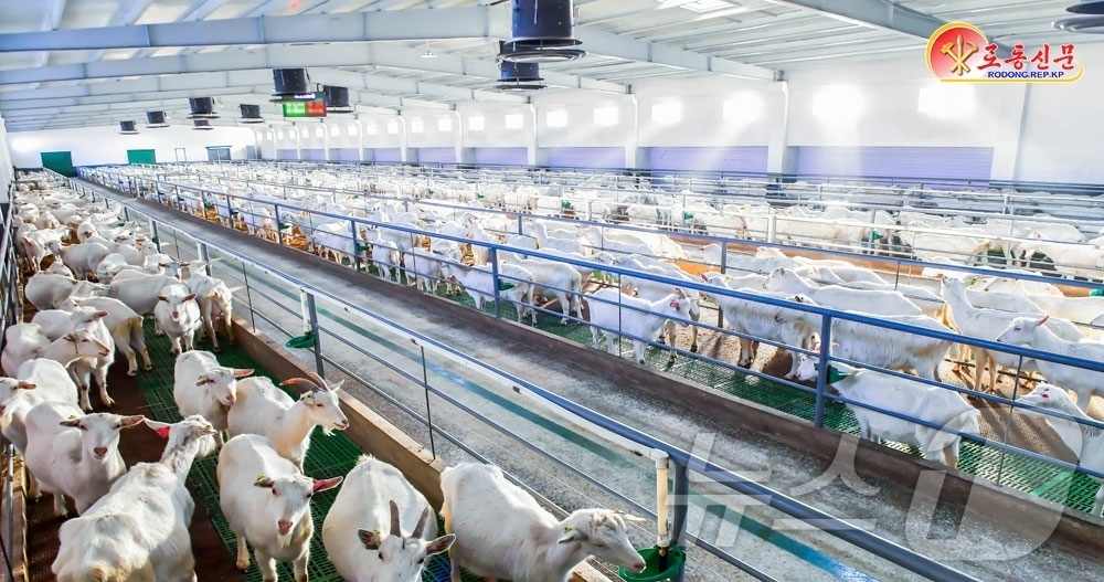 (평양 노동신문=뉴스1) = 북한 노동당 기관지 노동신문은 7일 옥내 사육 방법이라며 삼광축산농장의 축산현대화경험을 소개했다.[국내에서만 사용가능. 재배포 금지. DB 금지. Fo …