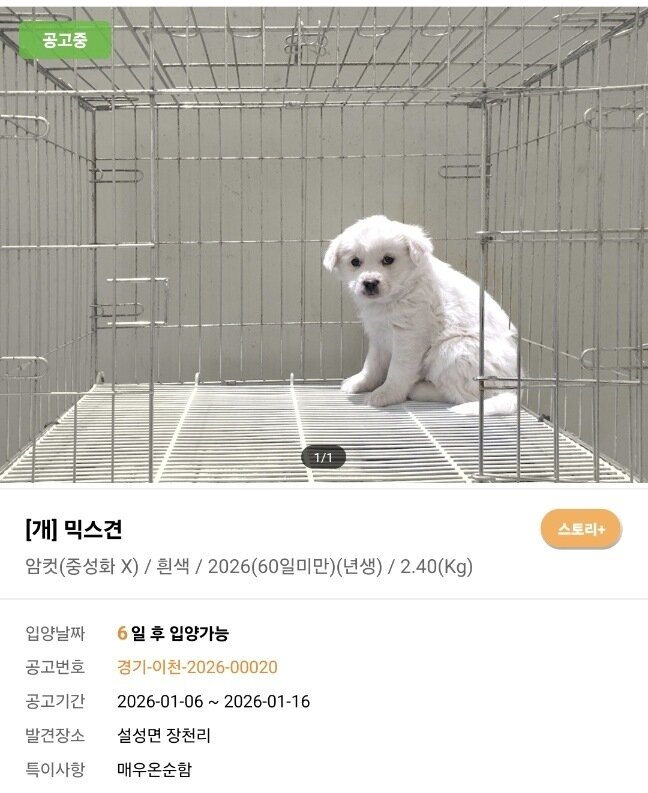 본문 이미지 - 꼬꼬의 입양 공고(사진 동물보호관리시스템) ⓒ 뉴스1