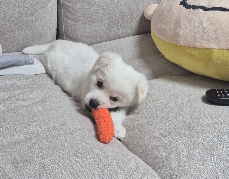 본문 이미지 - 건강 회복 후 지현 씨 가족이 된 꼬꼬(김지현 제공) ⓒ 뉴스1