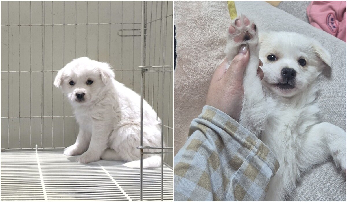 본문 이미지 - 꼬꼬의 입양 전 모습(왼쪽)과 입양 후 모습(김지현 제공) ⓒ 뉴스1