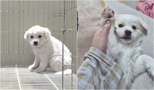 "우리 집에 가자" 말하니 코를 핥았다…파보 이겨낸 유기견의 기적
