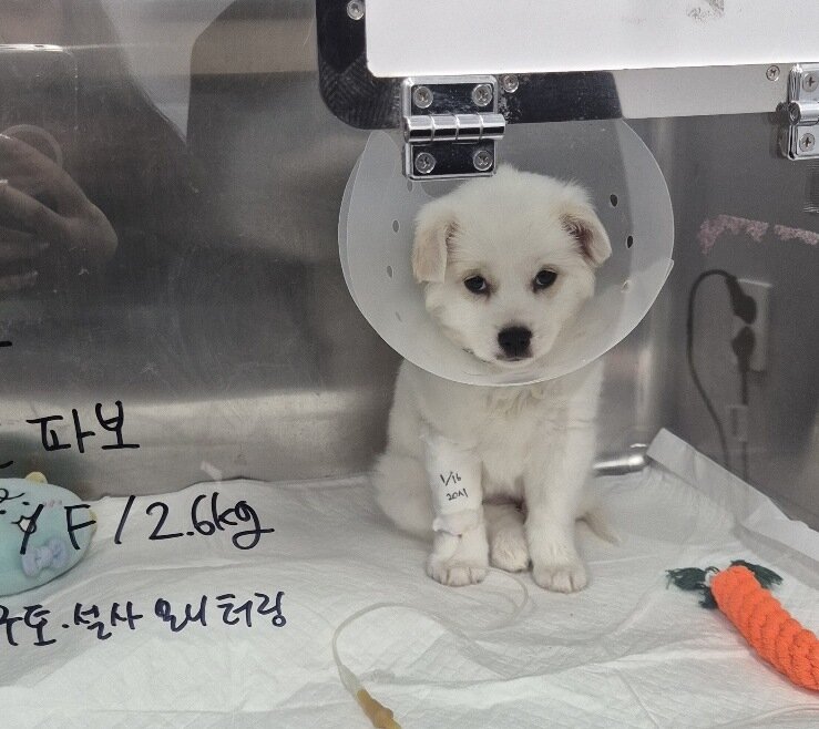 본문 이미지 - 꼬꼬의 입원 치료 모습(김지현 제공) ⓒ 뉴스1