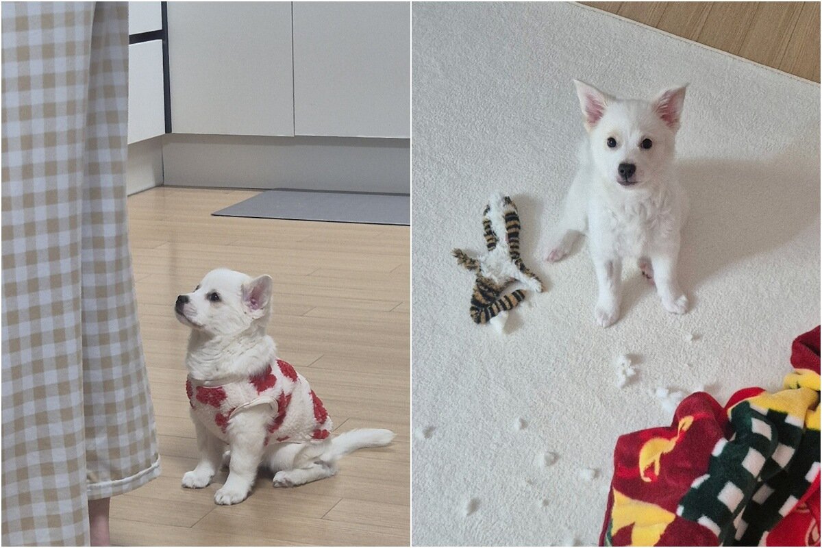 본문 이미지 - 행복한 꼬꼬(김지현 제공) ⓒ 뉴스1