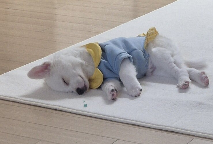 본문 이미지 - 행복한 꼬꼬(김지현 제공) ⓒ 뉴스1