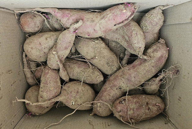 경기도, 최초 '아까운 농산물' 유통 지원…농가소득↑환경오염↓