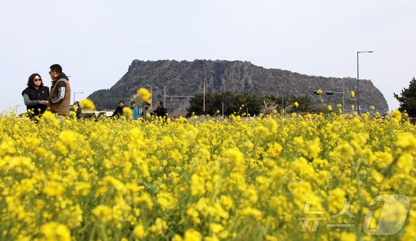 (서귀포=뉴스1) 오미란 기자 = 8일 오후 제주 서귀포시 성산읍의 한 유채꽃밭에서 상춘객들이 봄 정취를 즐기고 있다. 2026.3.8/뉴스1