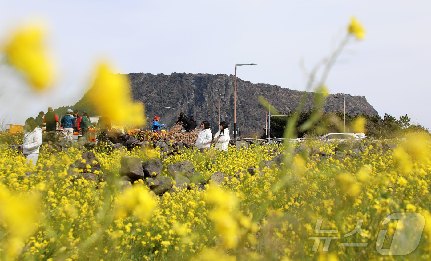(서귀포=뉴스1) 오미란 기자 = 8일 오후 제주 서귀포시 성산읍의 한 유채꽃밭에서 상춘객들이 봄 정취를 즐기고 있다. 2026.3.8/뉴스1