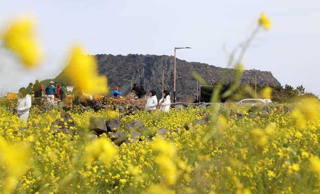 성산일출봉 앞 유채꽃 물결