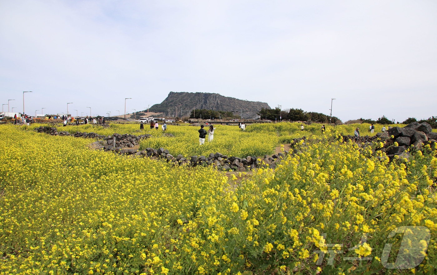(서귀포=뉴스1) 오미란 기자 = 8일 오후 제주 서귀포시 성산읍의 한 유채꽃밭에서 상춘객들이 봄 정취를 즐기고 있다. 2026.3.8/뉴스1