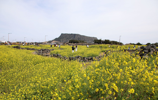 성산일출봉 앞 유채꽃 물결