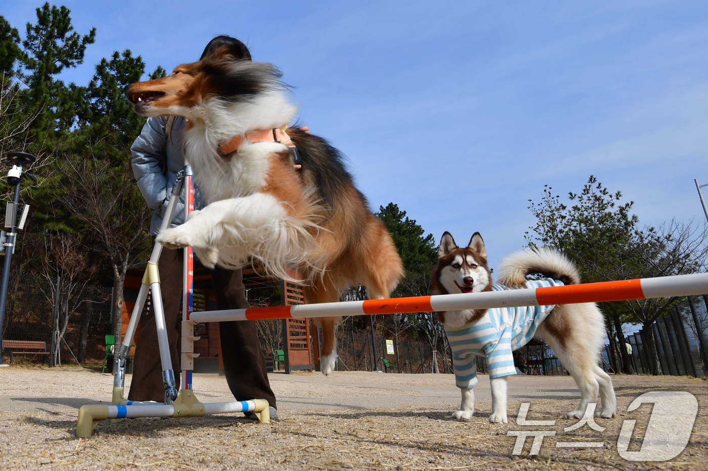 (포항=뉴스1) 최창호 기자 = 8일 경북 포항시 북구 영일만산단에 위치한 펫필드에서 반려견들이 견주와 함께 뛰어놀고 있다.  2026.3.8/뉴스1
