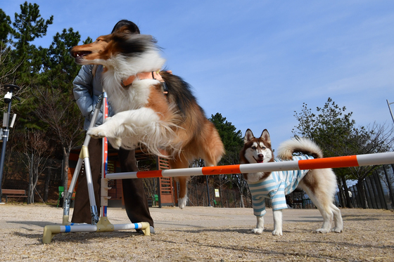 반려견들의 신나는 오후