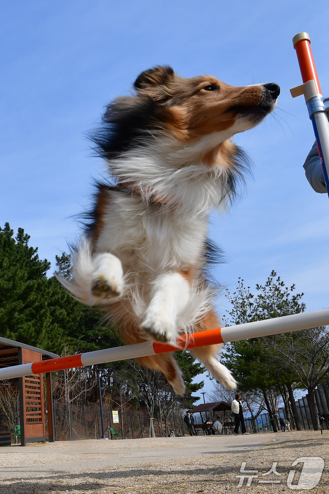 (포항=뉴스1) 최창호 기자 = 8일 경북 포항시 북구 영일만산단에 위치한 펫필드에서 반려견들이 즐거운 시간을 보내고 있다. 2026.3.8/뉴스1