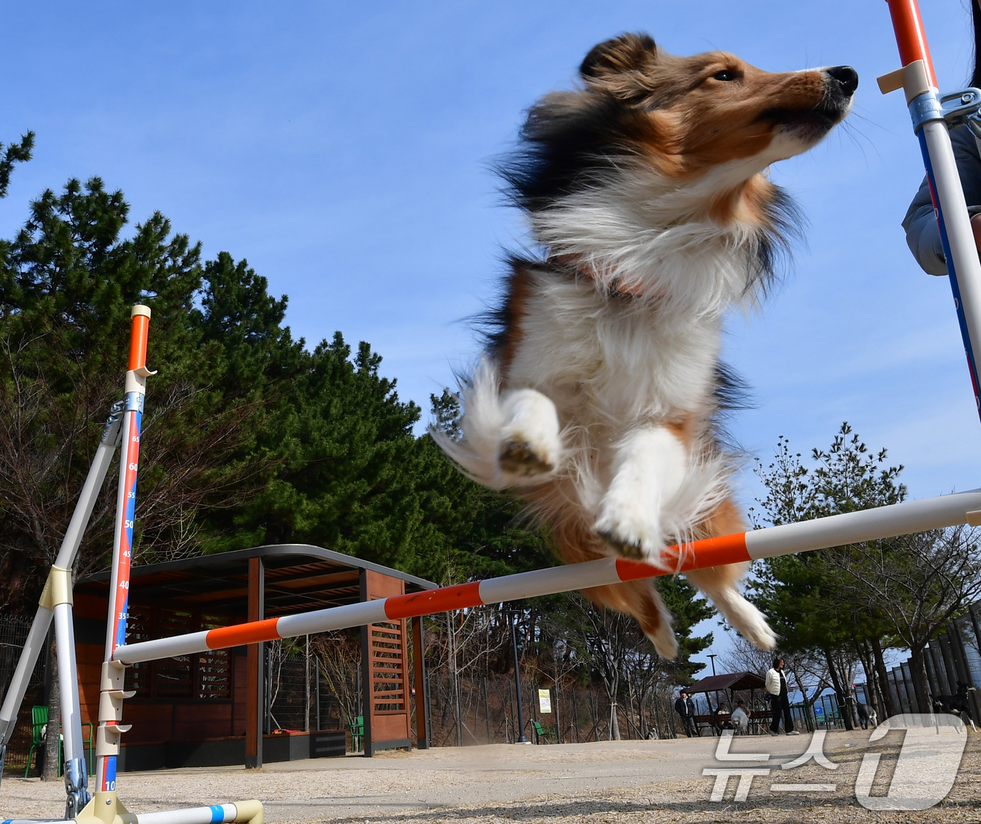 (포항=뉴스1) 최창호 기자 = 8일 경북 포항시 북구 영일만산단에 위치한 펫필드에서 반려견이 즐거운 시간을 보내고 있다. 2026.3.8/뉴스1