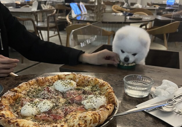 경기도, 3월부터 식당·카페 '반려동물 동반' 허용…위생 점검 강화