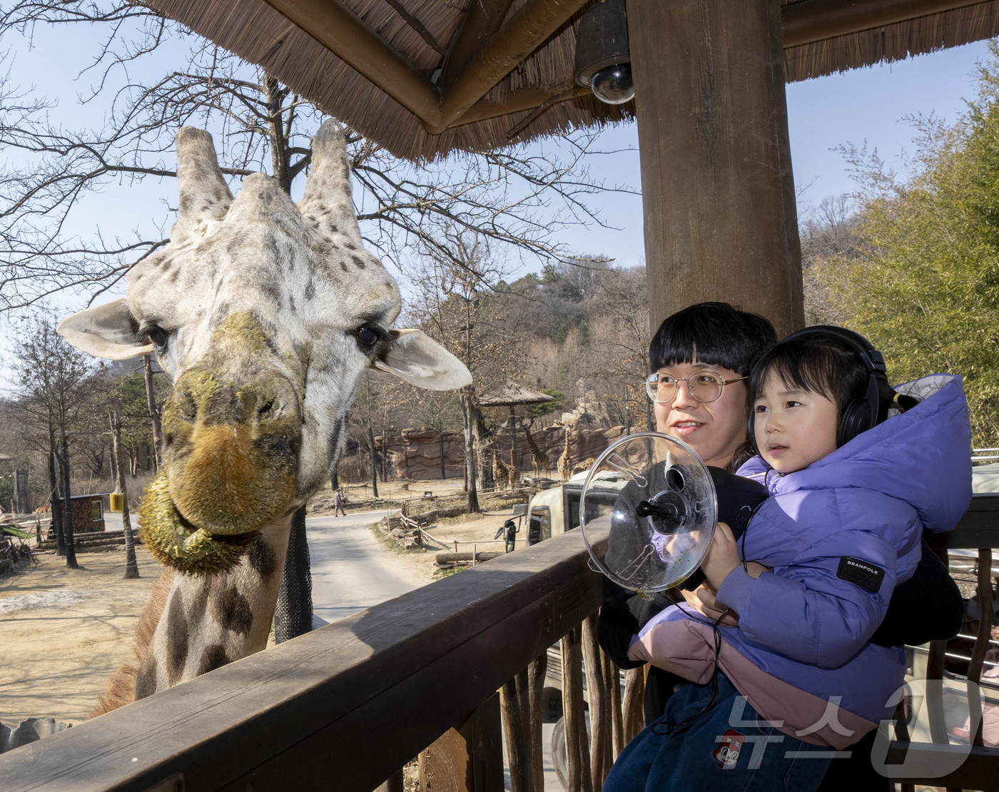 (서울=뉴스1) = 에버랜드가 어린이 대상 동식물 체험 교육 프로그램인 '이큐브스쿨'의 2026년 멤버 모집을 오는 11일부터 시작한다고 9일 밝혔다.  사진은 로스트밸리에서 기린 …
