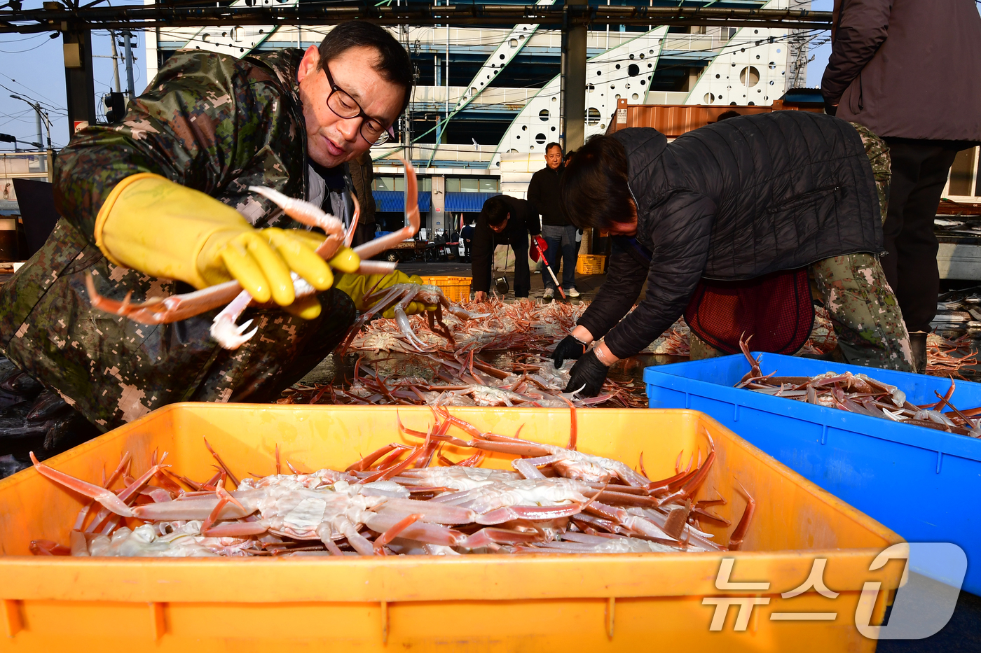 (포항=뉴스1) 최창호 기자 = 9일 오전 경북 포항시 죽도어시장 위판장에서 상인들이 대게를 정리하고 있다.  2026.3.9/뉴스1