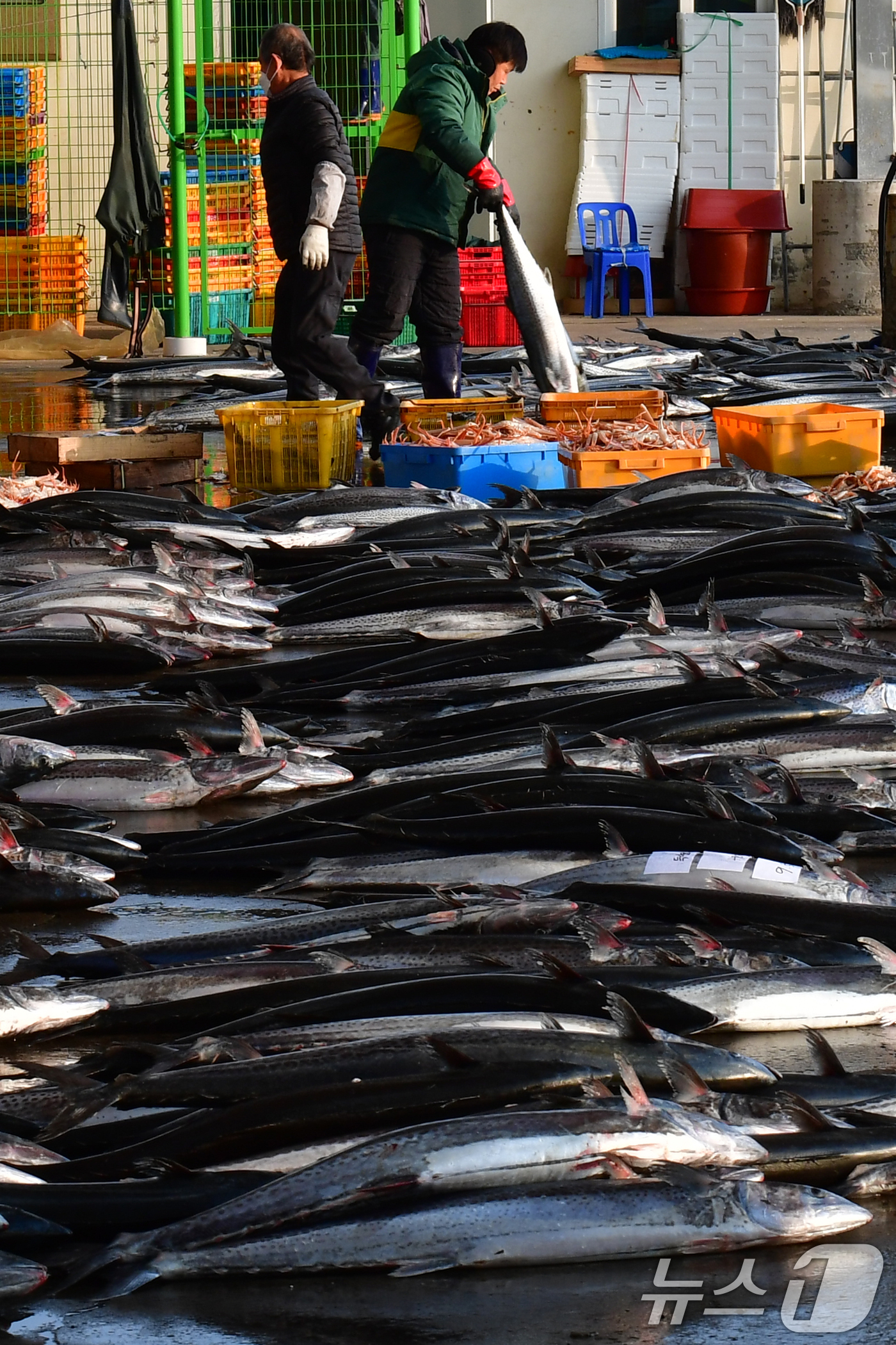 (포항=뉴스1) 최창호 기자 = 9일 오전 경북 포항시 죽도어시장 위판장에서 상인들이 대삼치를 정리하고 있다. 2026.3.9/뉴스1