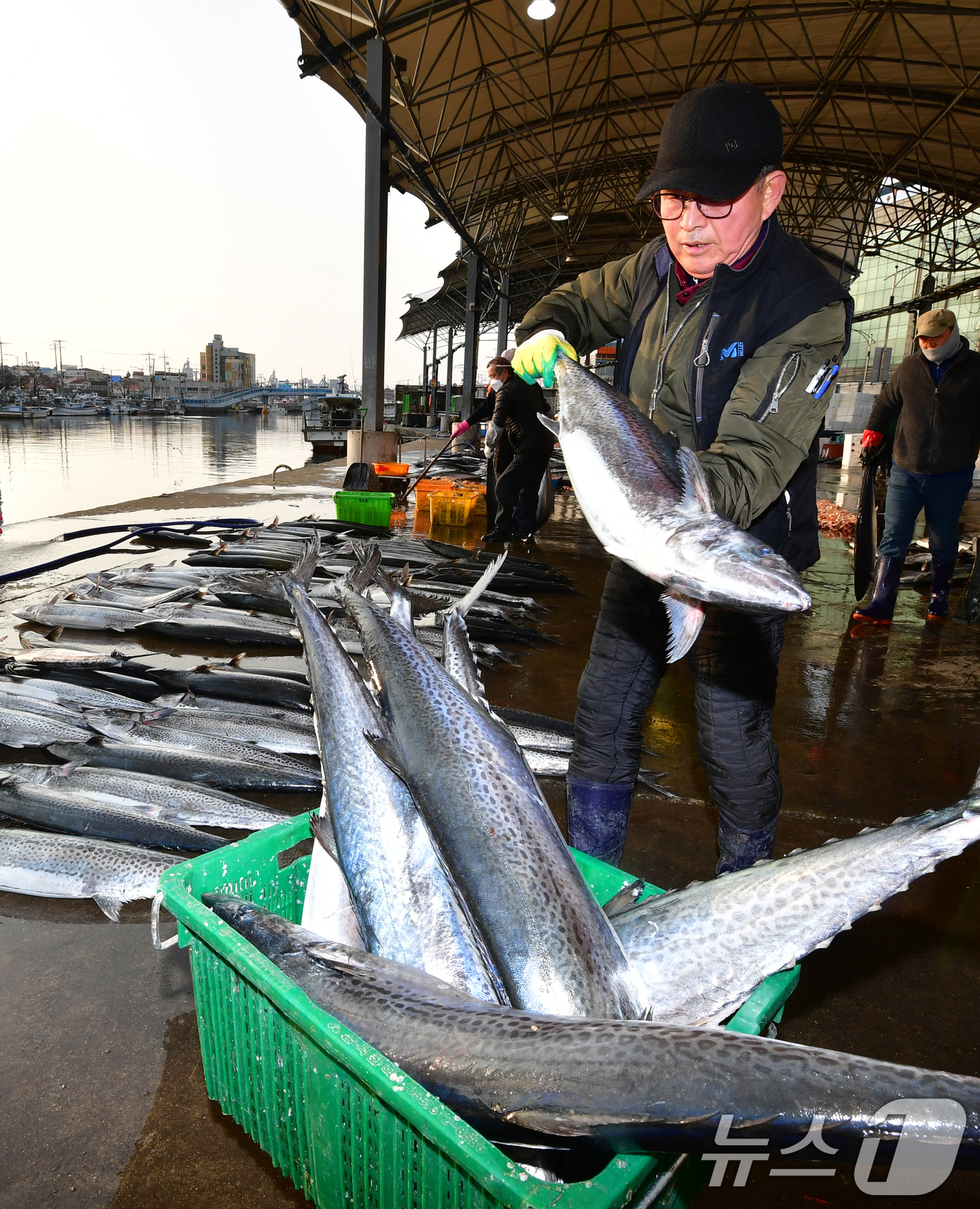 (포항=뉴스1) 최창호 기자 = 9일 오전 경북 포항시 죽도어시장 위판장에서 상인들이 대삼치를 정리하고 있다. 2026.3.9/뉴스1